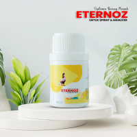 Eternoz suplemen menambah sprint dan  Manuver merpati kolong, merpati balap