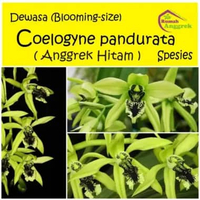 Coelogyne Pandurata 1 Bulp anggrek hitam bunga dewasa satu batang unik bulan wangi coe selogen dendr