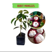 Bibit Tanaman Buah Manggis Sambung Cepat Berbuah Super-Buah Manggis bisa COD