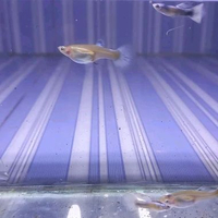 hiasan aquarium guppy blue koi
