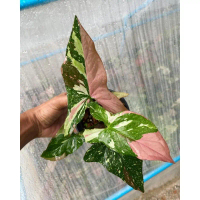 Syngonium Tricolor 3-4 daunan / singonium red spot tree tri colour
