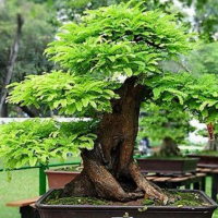 Bibit Tanaman Buah Asam Jawa atau Asem Jawa Siap Bonsai Ukuran 40 cm