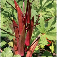 Benih Okra Merah/benih sayur okra 25 seeds