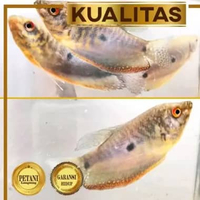 Baby Ikan Sepat Sawah (Paket isi 20) Ikan Hias Kolam Aquarium Aquascape Tanaman Air Tawar
