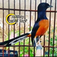 MURAI MEDAN PASTOL EKOR PANJANG PROSPEK