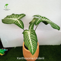 Tanaman Hias Xanthosoma Lindeni - Alocasia Antasoma Lindeni - Antasoma
