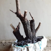 Tanaman Bonsai Klampis Arabika 40 CM BALURAN ALAM REAL PICT Kode 01309