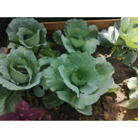 (Ready stok) 1Kg Baja subur Yara 16 16 16