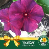 Benih Biji Bunga Vinca Ungu Spot Benih Biji Berkualitas Dan Termurah