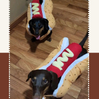 trang phục cosplay hotdog cho thú cưng