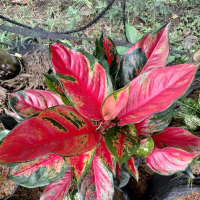 aglonema kochin merah rumpun/engkelan