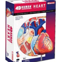 4D puzzle assembly toy human heart organ anatomy model medical teaching model children's toy free shopping