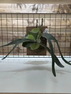 オリジナル pup FSQ（vp#2)'DeLaRocha デラロッチャ OC fsq vp#2の価格比較なら-2026年1月 | BigGo日本