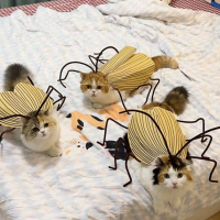 Hadiah Kreatif Cat Cosplay Cockroach Costume Comel Kartun Cat Transformation Costume Tidak Selesai L