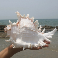 天然大海螺貝殼白千手螺家居擺件魚缸造景水族箱裝飾大貝殼海螺殼