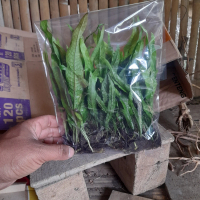 kadaka jafa per uk jumbo per 1 kantong yah kaka tanaman aquascape