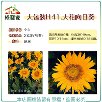 【綠藝家】大包裝H41.大花向日葵種子2克(約75顆)