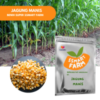 BENIH BIBIT BIJI JAGUNG MANIS UNGGULAN