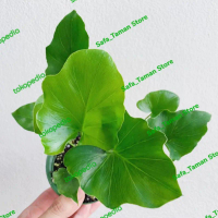 Tanaman hias Philodendron Seloum - Philodendron Jari