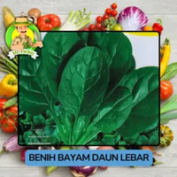 Benih Sayuran Bayam Benih Sayuran Hijau Daun Lebar