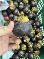 Manggis Segar & Manis；buah manggis Mangosta Fresh & Fruits