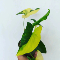 Syngonium Aurea Yellow Variegata | Tanaman Hias Indoor