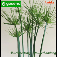 tanaman hias papyrus air tanaman air