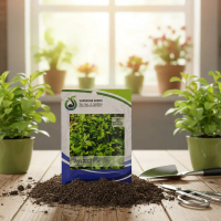 Benih Stevia Pemanis Alami 15 Butir Tanaman Herbal Manis Alami Cocok Untuk Kontrol Gula Darah Tanpa 