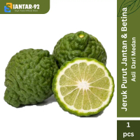 Siantar-92 Jeruk Purut Jantan & Betina Asli Dari Medan Per Biji 1 pcs Buah Jeruk Asli