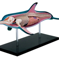 4D Vision Dolphin Organ Anatomy Model Animal Puzzle Toys for Kids and Medical Students Veterinary Teaching Model