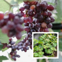 Bibit Anggur Jupiter Grafting - Anggur Impor Paling Genjah boleh COD