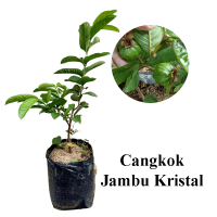 Bibit jambu kristal putih sudah berbunga tabulampot