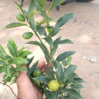 pohon bibit jeruk nagami