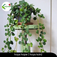 tanaman hias hoya hope - hoya koin - hoya coin