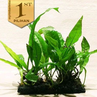 Kadaka Lempeng Pakis Tanaman Air Java Fern Hiasan Aquarium Aquascape