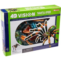 4D Tarantula Spider Anatomy Model