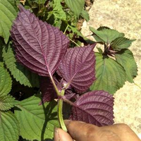 火星家 可食用種植苗四季籽種 紫蘇種子（包裝隨機發貨）