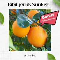 Bibit Jeruk Sunkist Samcuk Okulasi Buah Besar Segar Manis