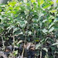 Jual Bibit Buah Apel Merah / apel ana