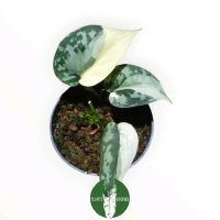 Tanaman Hias Scindapsus Mayari Variegated - Scindapsus Mayari Variegata Philiphine