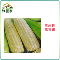【綠藝家】大包裝G06.糯玉米(玉美珍)種子90克