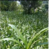 Paket 50 Tanaman bakung lele- tanaman segar.