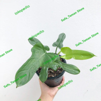Tanaman hias Philodendron Violin 3 - 5 Daun
