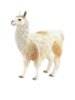 LAMA