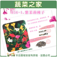 【蔬菜之家】H56-1.紫茉莉種子(貝魯) (共有2種包裝可選)