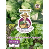 Bibit Premium Selada Cripshead |Biji Benih Selada Cripshead | Selada Cripshead