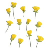 120pcs Side Pressed Dried Yellow Cole Flowers Plant Herbarium For Jewelry Photo Frame Phone Case Bookmark Scrapbook Postcard DIY