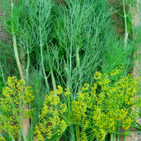 herba dill. biji benih terpilih. selected seeds