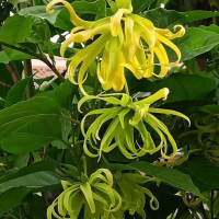 Tanaman Bunga Kenanga Herbal - Bibit Bunga Kenanga Herbal
