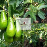 Bibit alpukat pluwang alpukat greenstar ukuran 1 meter batang besar